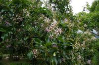 Besuch des Nationalen Botanischen Gartens in Kirstenbosch 