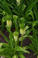 Besuch des Nationalen Botanischen Gartens in Kirstenbosch 