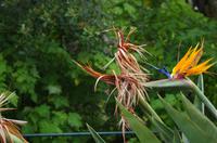 Besuch des Nationalen Botanischen Gartens in Kirstenbosch 
