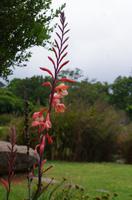 Besuch des Nationalen Botanischen Gartens in Kirstenbosch 