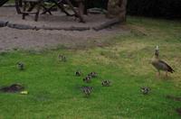 Besuch des Nationalen Botanischen Gartens in Kirstenbosch 