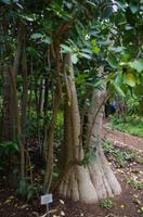 Besuch des Nationalen Botanischen Gartens in Kirstenbosch 