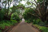 Besuch des Nationalen Botanischen Gartens in Kirstenbosch 