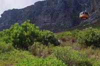Besuch des Tafelbergs in Kapstadt