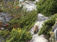 Besuch des Tafelbergs in Kapstadt