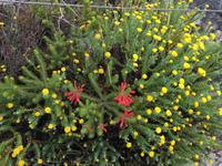 Besuch des Tafelbergs in Kapstadt