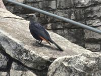 Besuch des Tafelbergs in Kapstadt