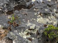 Besuch des Tafelbergs in Kapstadt