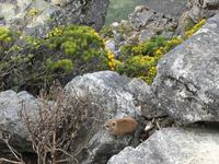 Besuch des Tafelbergs in Kapstadt