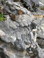 Besuch des Tafelbergs in Kapstadt