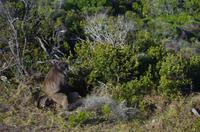 Besuch des Kap der Guten Hoffnung 