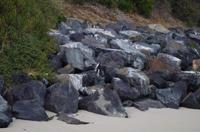 Besuch der Pinguin Kolonie am Boulders 	Beach