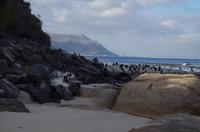 Besuch der Pinguin Kolonie am Boulders 	Beach