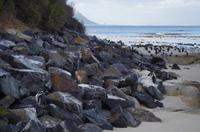 Besuch der Pinguin Kolonie am Boulders 	Beach