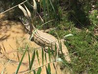 Bootsfahrt auf dem Lake St Lucia