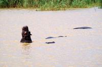 Bootsfahrt auf dem Lake St Lucia