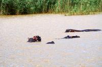 Bootsfahrt auf dem Lake St Lucia