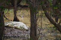 Bootsfahrt auf dem Lake St Lucia
