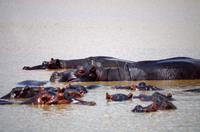 Bootsfahrt auf dem Lake St Lucia