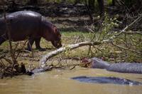 Bootsfahrt auf dem Lake St Lucia