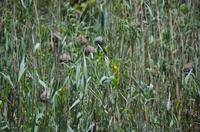Bootsfahrt auf dem Lake St Lucia