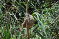 Bootsfahrt auf dem Lake St Lucia