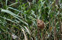 Bootsfahrt auf dem Lake St Lucia