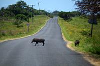 Fahrt durch den Nationalpark iSimangaliso Wetland Park