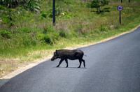 Fahrt durch den Nationalpark iSimangaliso Wetland Park