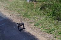 Fahrt durch den Nationalpark iSimangaliso Wetland Park