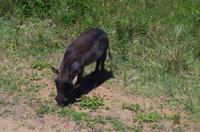 Fahrt durch den Nationalpark iSimangaliso Wetland Park