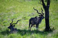 Fahrt durch den Nationalpark iSimangaliso Wetland Park