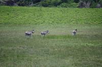 Fahrt durch den Nationalpark iSimangaliso Wetland Park