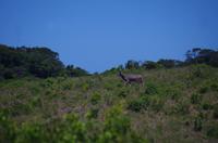 Fahrt durch den Nationalpark iSimangaliso Wetland Park