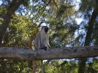 Cape Vidal mit Picknick und Schwimmen 