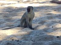 Cape Vidal mit Picknick und Schwimmen 