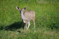 Fahrt durch den Nationalpark iSimangaliso Wetland Park