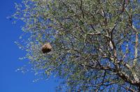 Erste Pirschfahrt am Nachmittag im Mkhaya Game Reserve im Swaziland 