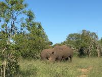 Erste Pirschfahrt am Nachmittag im Mkhaya Game Reserve im Swaziland 