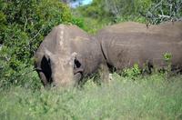 Erste Pirschfahrt am Nachmittag im Mkhaya Game Reserve im Swaziland 