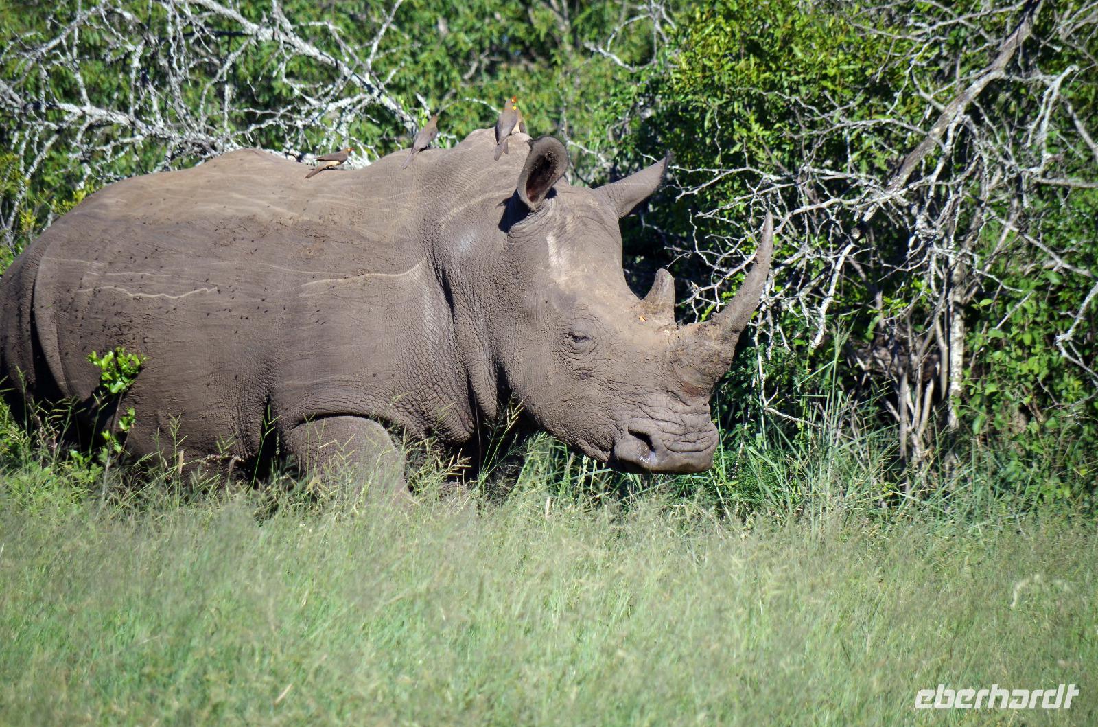 Erste Pirschfahrt am Nachmittag im Mkhaya Game Reserve im Swaziland 