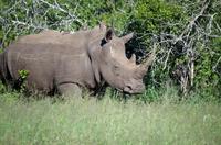 Erste Pirschfahrt am Nachmittag im Mkhaya Game Reserve im Swaziland 