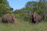 Erste Pirschfahrt am Nachmittag im Mkhaya Game Reserve im Swaziland 