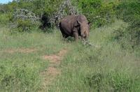 Erste Pirschfahrt am Nachmittag im Mkhaya Game Reserve im Swaziland 