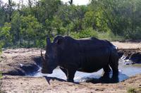 Erste Pirschfahrt am Nachmittag im Mkhaya Game Reserve im Swaziland 
