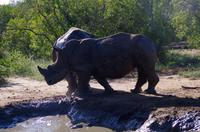 Erste Pirschfahrt am Nachmittag im Mkhaya Game Reserve im Swaziland 