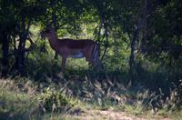 Erste Pirschfahrt am Nachmittag im Mkhaya Game Reserve im Swaziland 