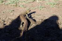 Erste Pirschfahrt am Nachmittag im Mkhaya Game Reserve im Swaziland 