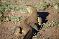 Erste Pirschfahrt am Nachmittag im Mkhaya Game Reserve im Swaziland 
