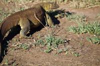 Erste Pirschfahrt am Nachmittag im Mkhaya Game Reserve im Swaziland 